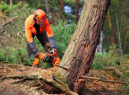 How Our Tree Care Process Works  in  Edgemere, MD